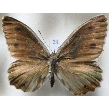 Hipparchia statilinus (Hufnagel, 1766) male Skalnik statilinus Hungaria28